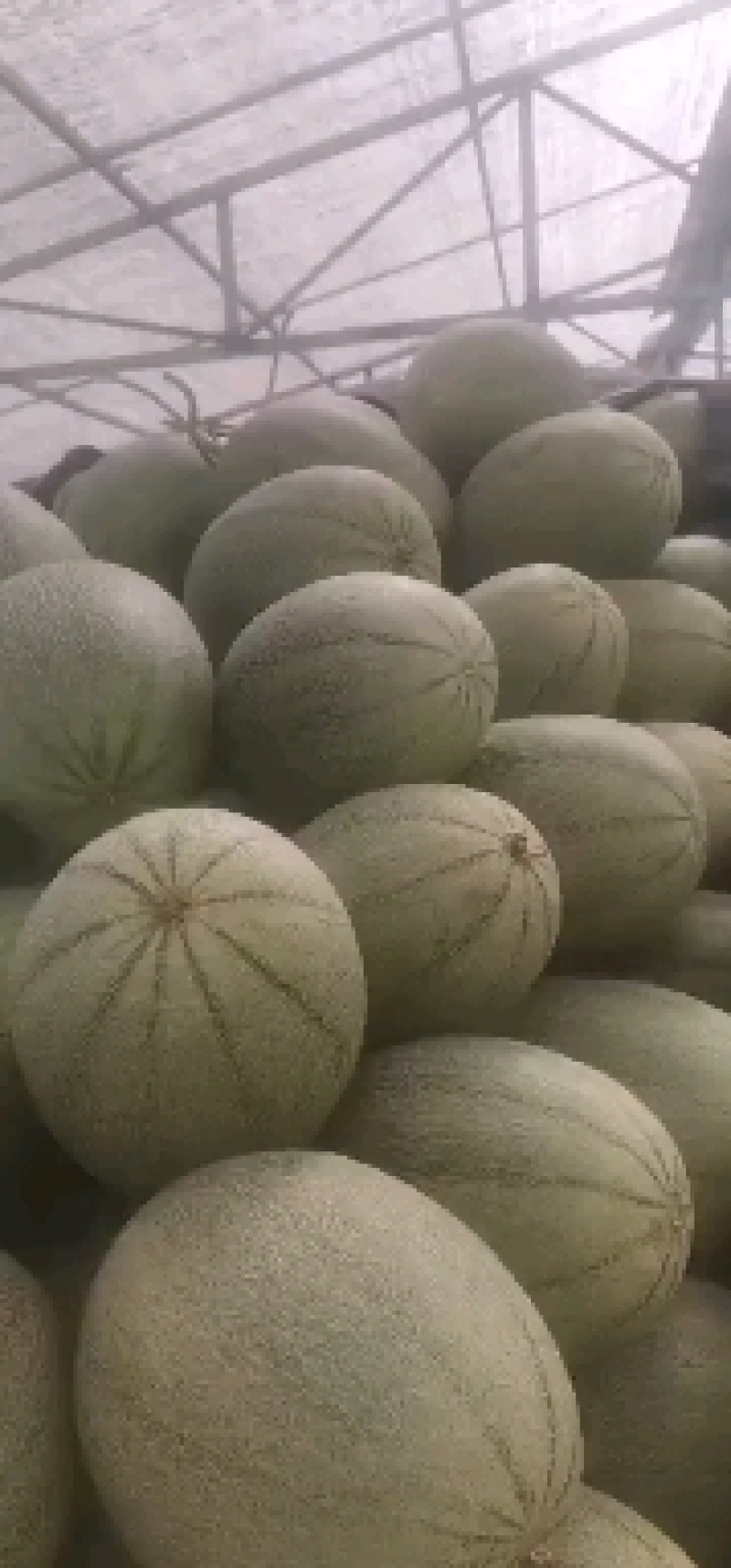 山东西周密大量上市糖度高，价格便宜
