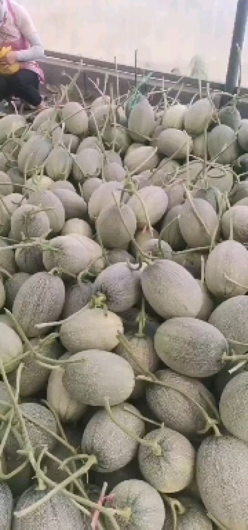 山东西周密大量上市糖度高，价格便宜