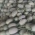 山东西周密大量上市糖度高，价格便宜