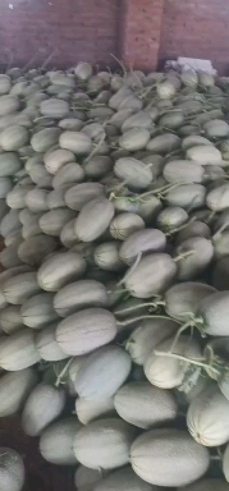 山东西周密大量上市糖度高，价格便宜