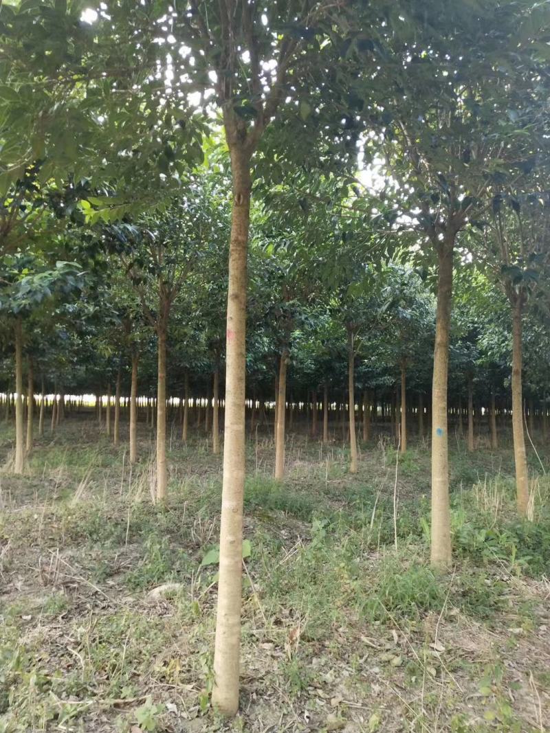 9公分大叶女贞自家苗圃清田价处理大叶女贞基地