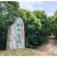 9公分大叶女贞自家苗圃清田价处理大叶女贞基地