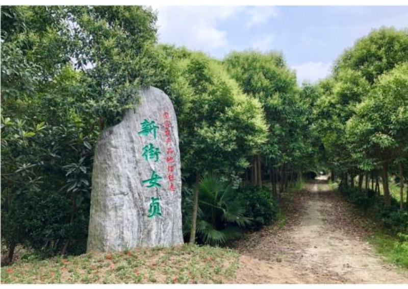 9公分大叶女贞自家苗圃清田价处理大叶女贞基地