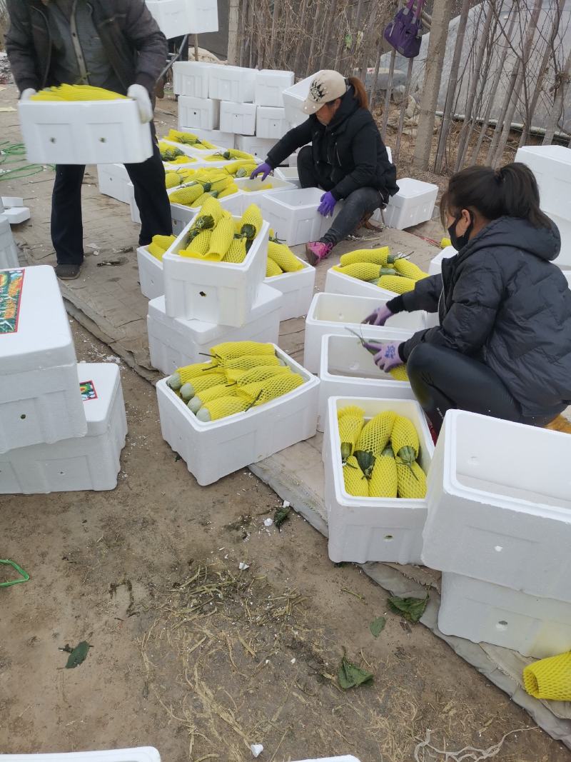 羊角蜜原产地万亩品质好供电商微商市场批发