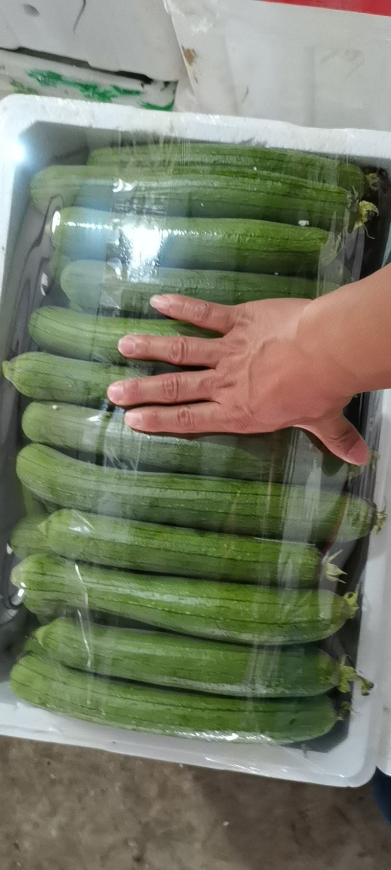 油皮丝瓜大量有货供应
