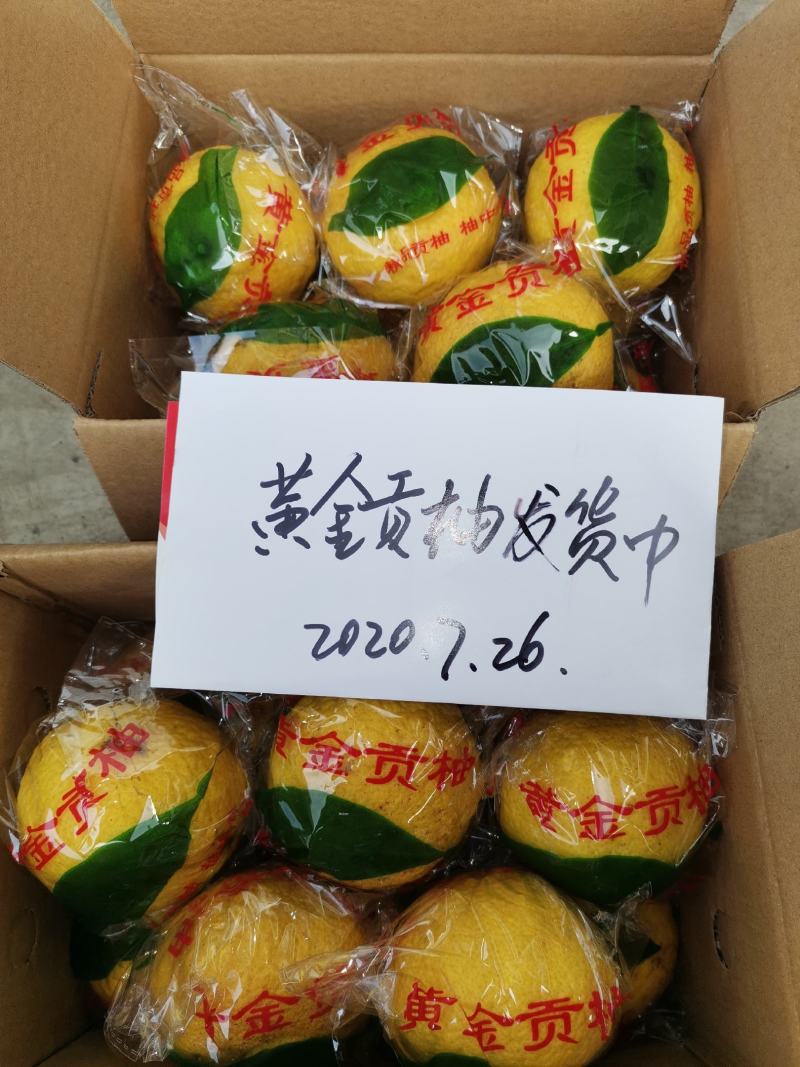 黄金贡柚苗春香桔苗，汁多味甜放半年仍然甜栽苗后第二年挂果