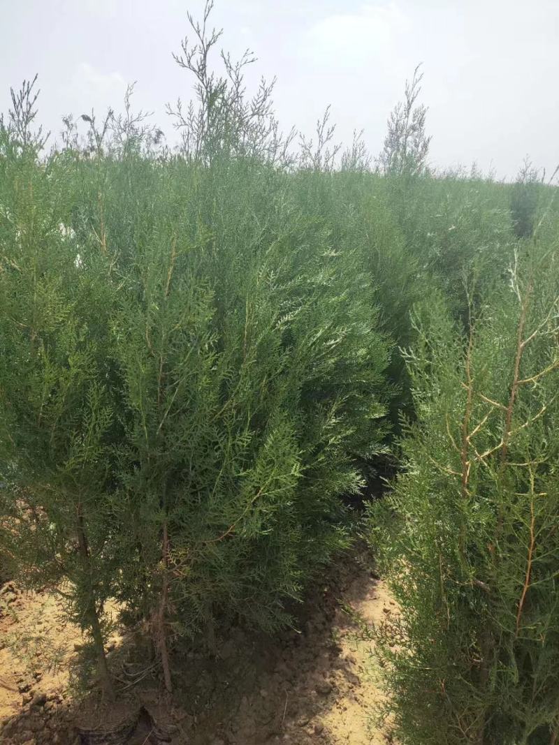20--100公分裸根侧柏苗80-200公分高养大量供应