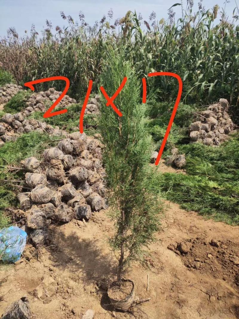 20--100公分裸根侧柏苗80-200公分高养大量供应