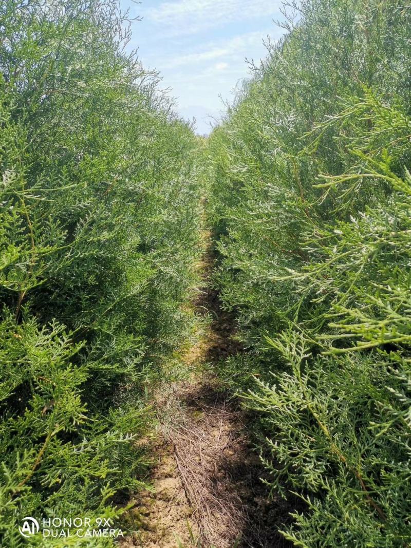 20--100公分裸根侧柏苗80-200公分高养大量供应