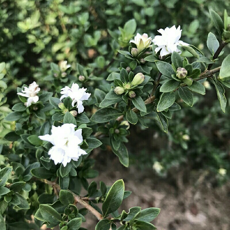 六月雪野生药材常绿矮桩微景小苗包邮