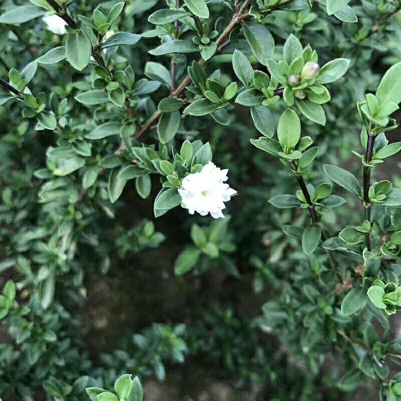 六月雪野生药材常绿矮桩微景小苗包邮