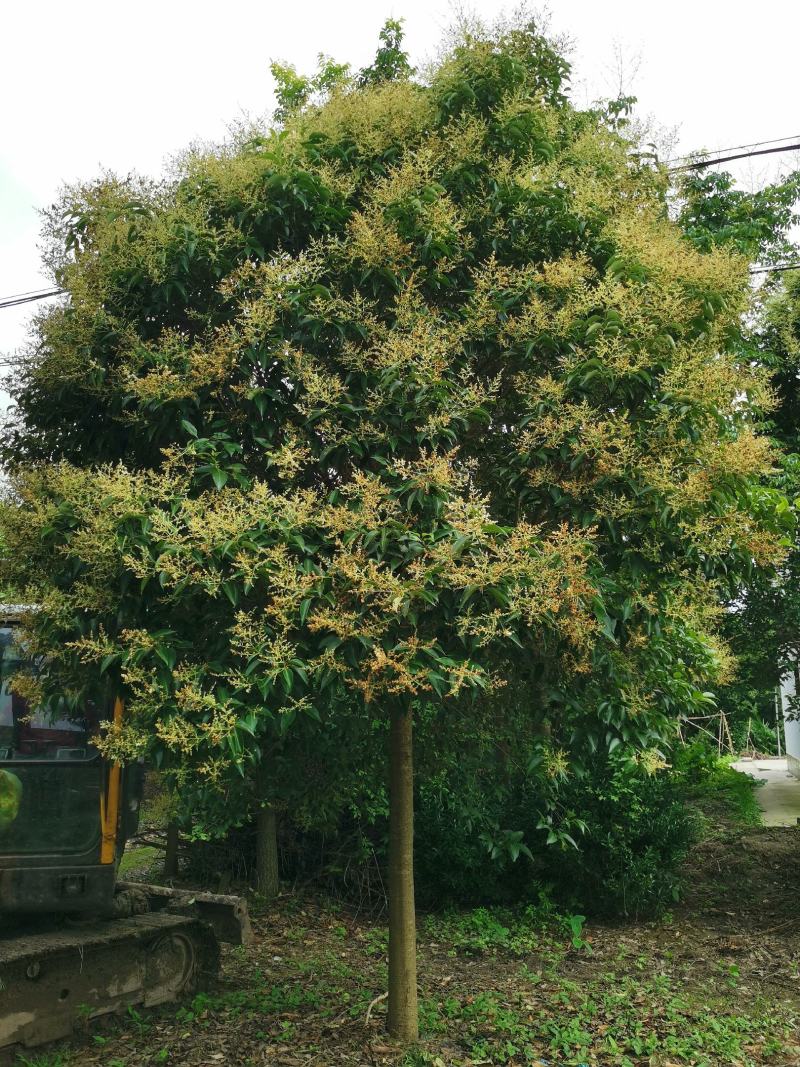 9公分大叶女贞自家苗圃清田价处理大叶女贞基地