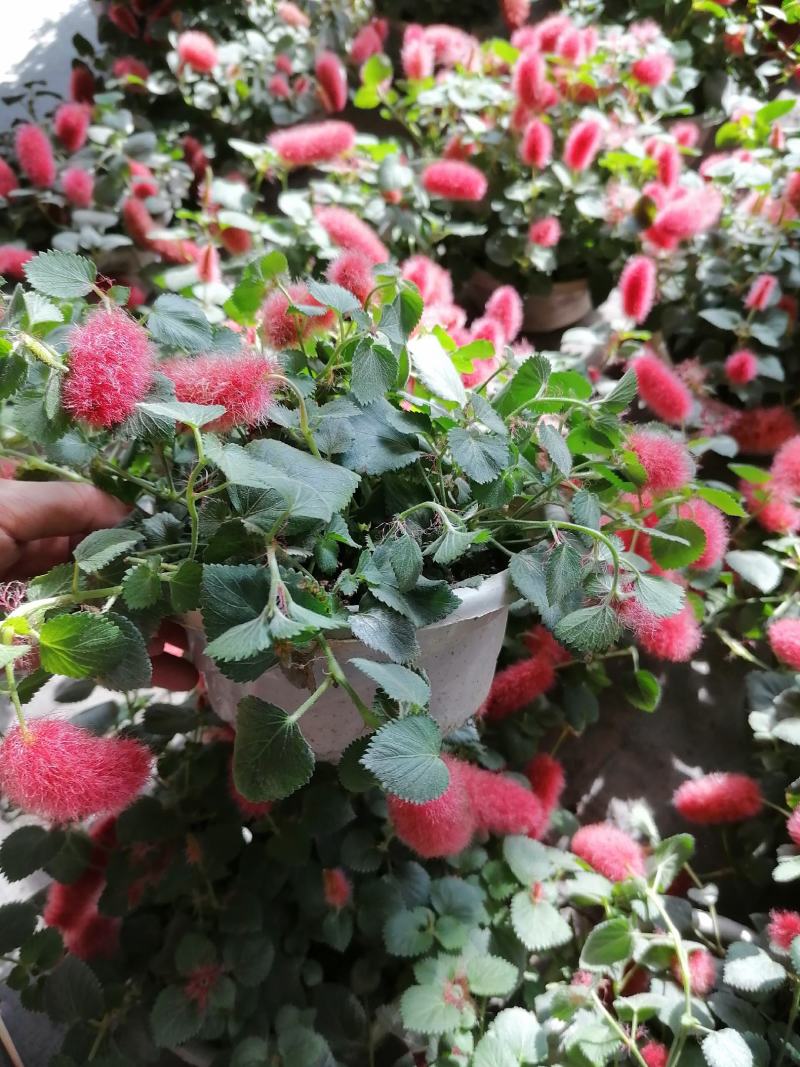 产地批发兔尾草兔尾草杯苗基地直销一手货源视频看货