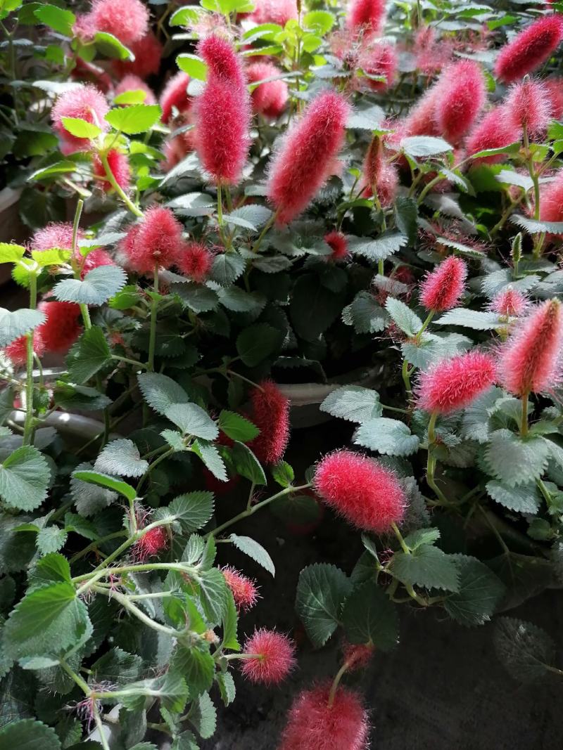 产地批发兔尾草兔尾草杯苗基地直销一手货源视频看货