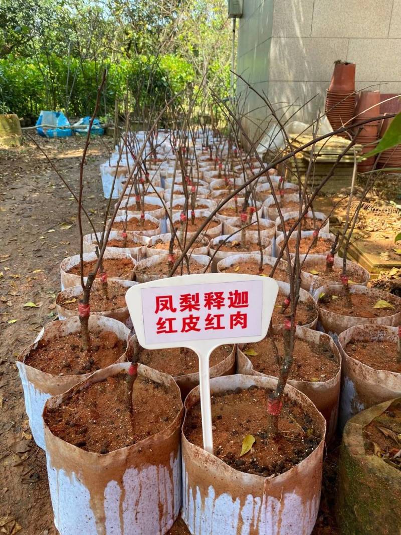 红宝石凤梨释迦苗，红龙文区释迦果苗