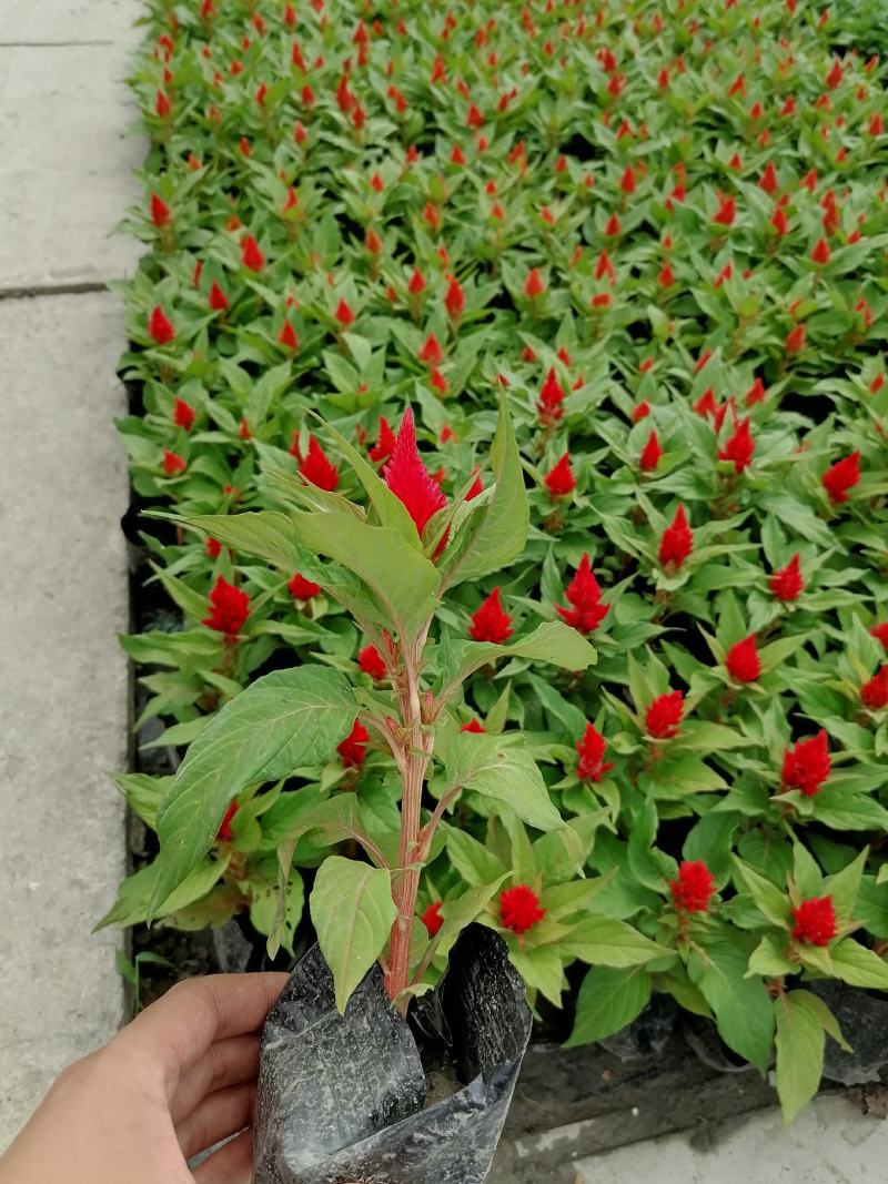 产地批发火炬火炬小杯苗基地直销一手货源视频看货