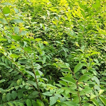 紫薇花苗，小苗1米高左右