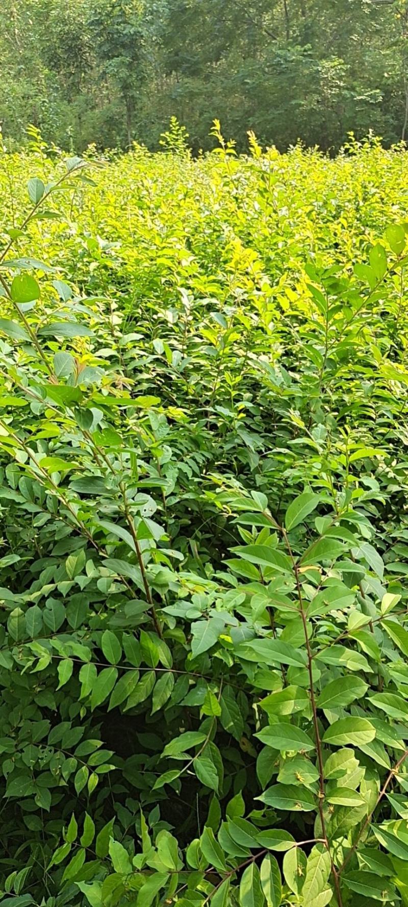 紫薇花苗，小苗1米高左右