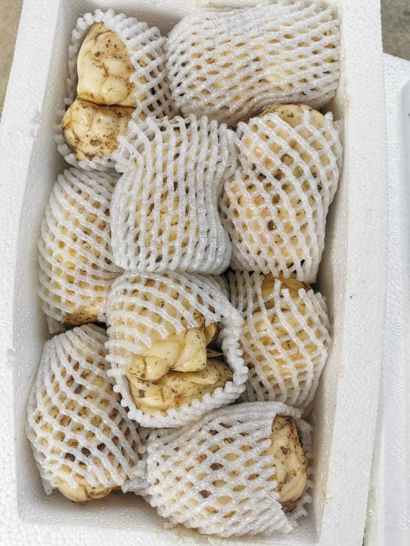 21年现挖新鲜蔬菜卷丹百合恩施富硒土地种植药食同源农产品
