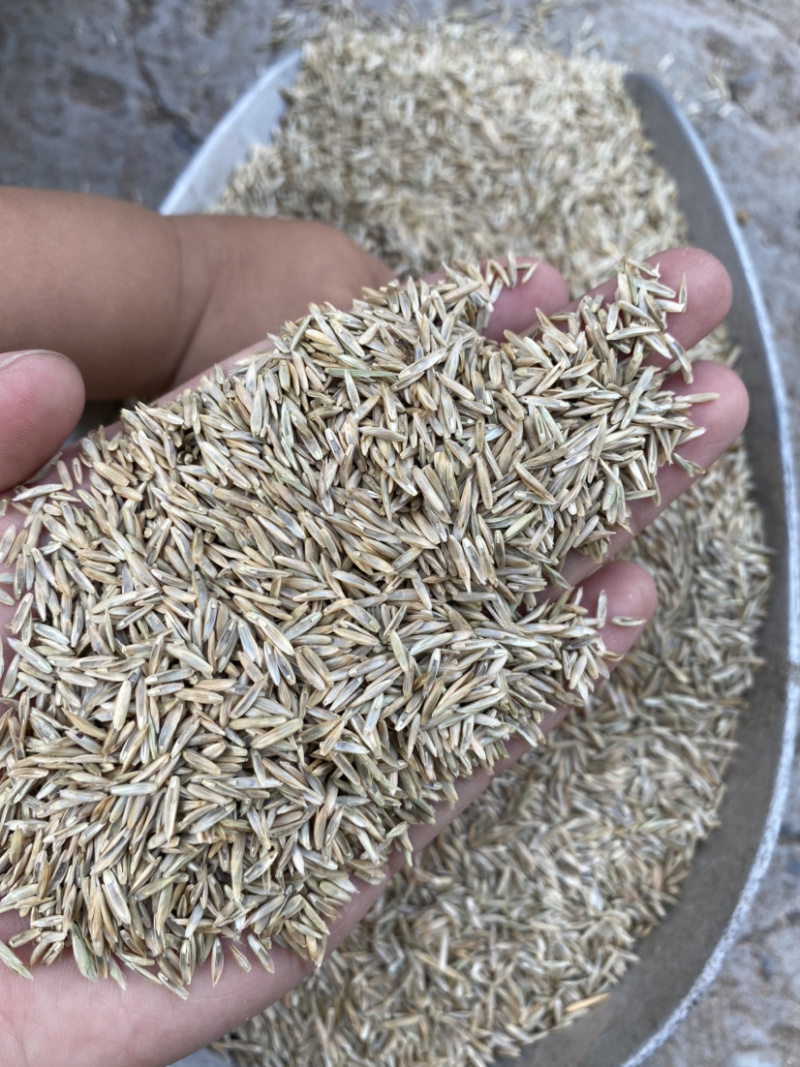 草坪类高羊茅种子秋季适用