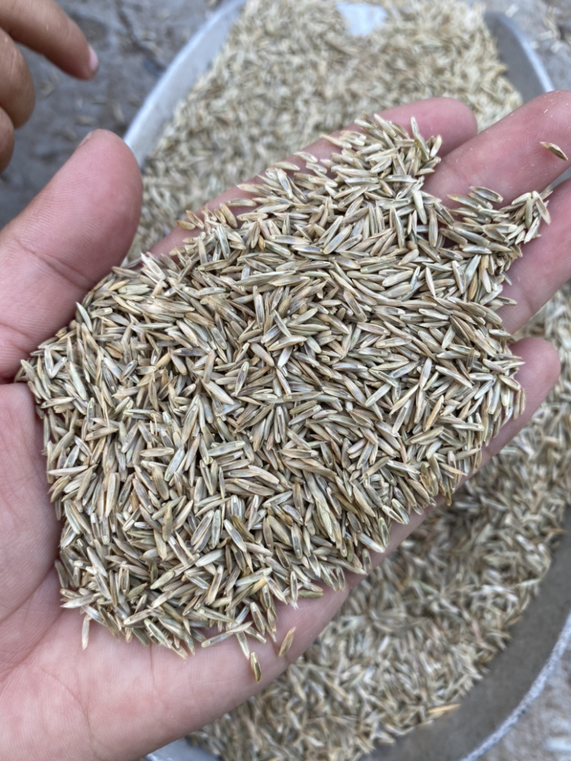 草坪类高羊茅种子秋季适用