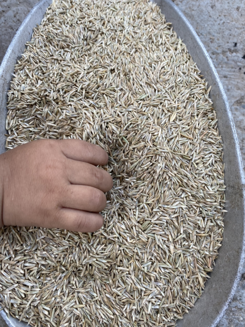草坪类高羊茅种子秋季适用