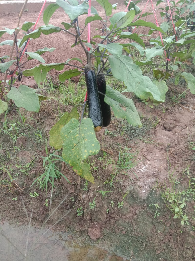 墨茄，大量出货，价格美利