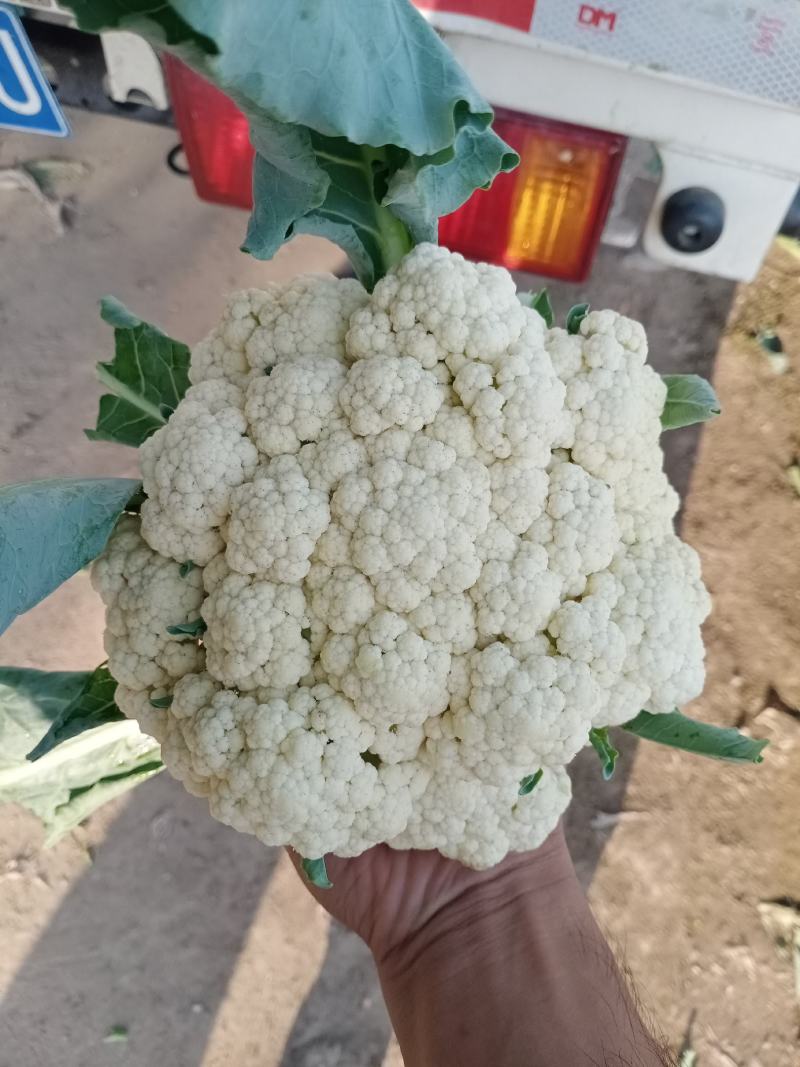 花菜有机散花青更白面基地直供超可供市走市场万亩基地量大