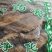 樟树皮干货量大从优经营各种中药材