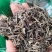 香薷干货散装2斤起包邮量大从优经营各种中药材