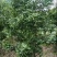 桂花树。树头大价格不高开花又香成活率高达98%