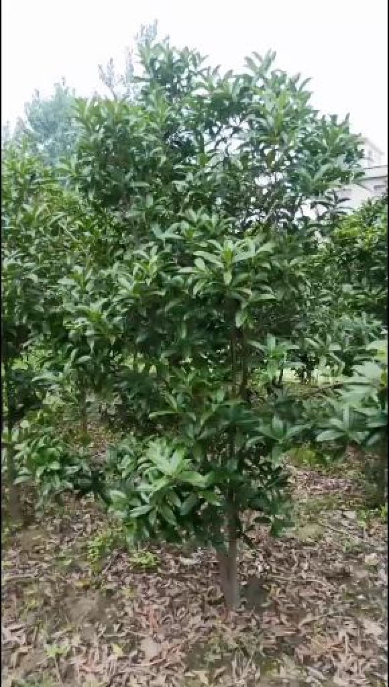 桂花树。树头大价格不高开花又香成活率高达98%