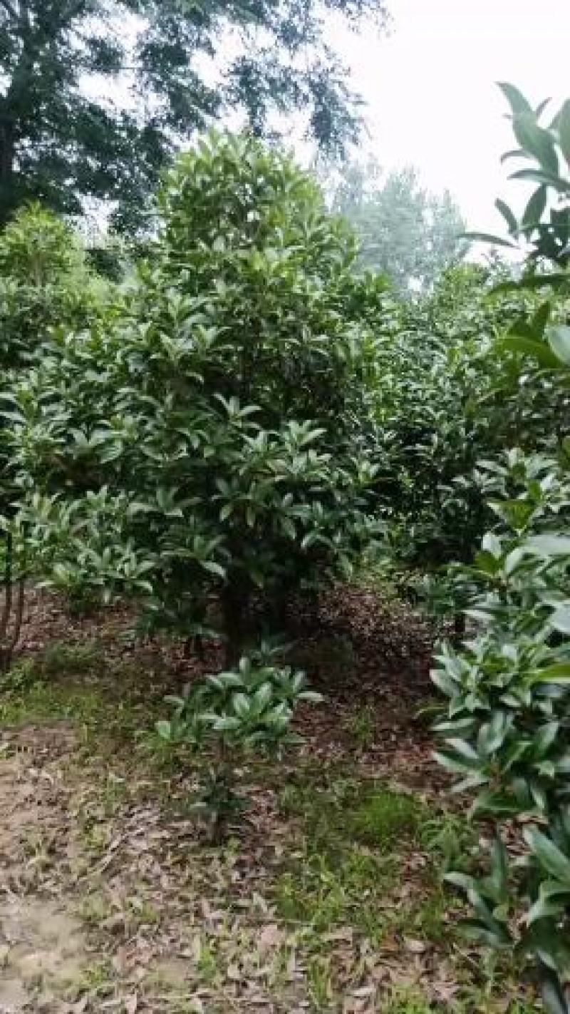 桂花树。树头大价格不高开花又香成活率高达98%