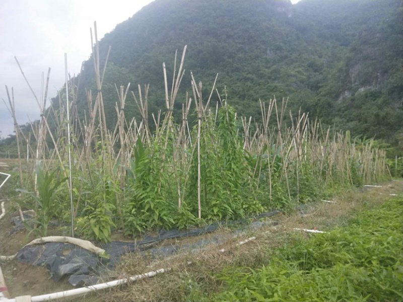 预售对叶百部和红花百部，苗期长势半年，成活率高