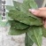 特绿香叶选货片大无枝梗统香叶统绿香叶大量供应批零兼营