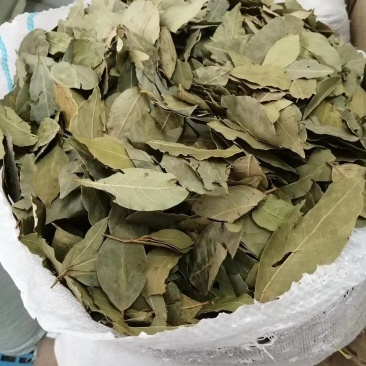 特绿香叶选货片大无枝梗统香叶统绿香叶大量供应批零兼营