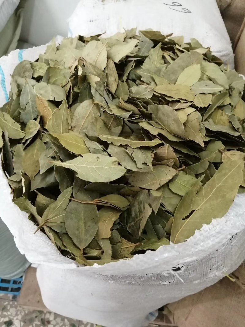 特绿香叶选货片大无枝梗统香叶统绿香叶大量供应批零兼营