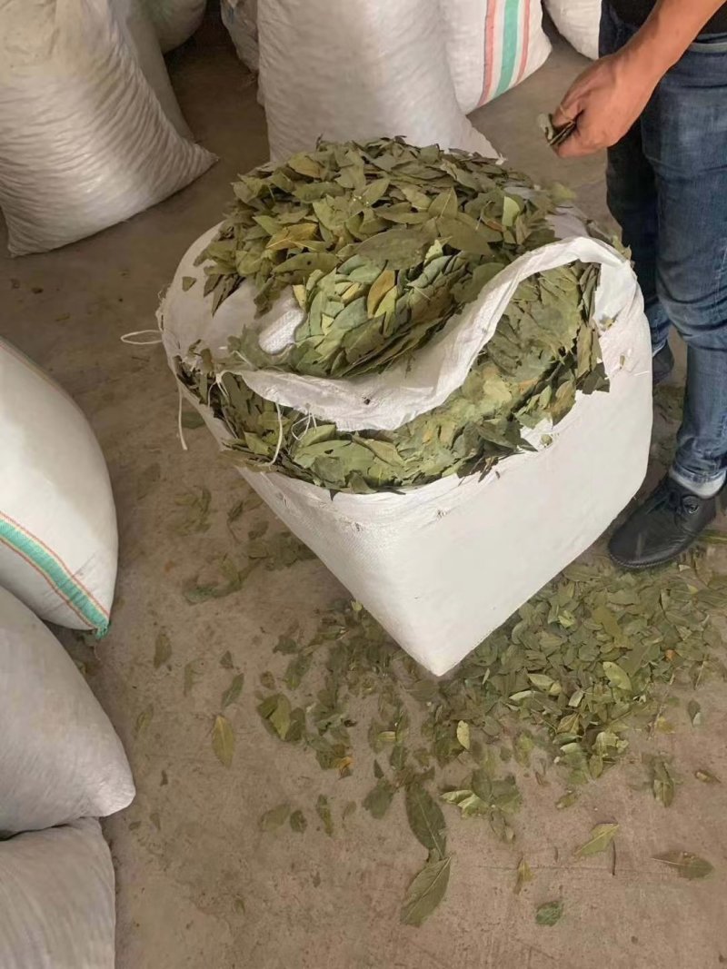 特绿香叶选货片大无枝梗统香叶统绿香叶大量供应批零兼营