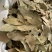 特绿香叶选货片大无枝梗统香叶统绿香叶大量供应批零兼营