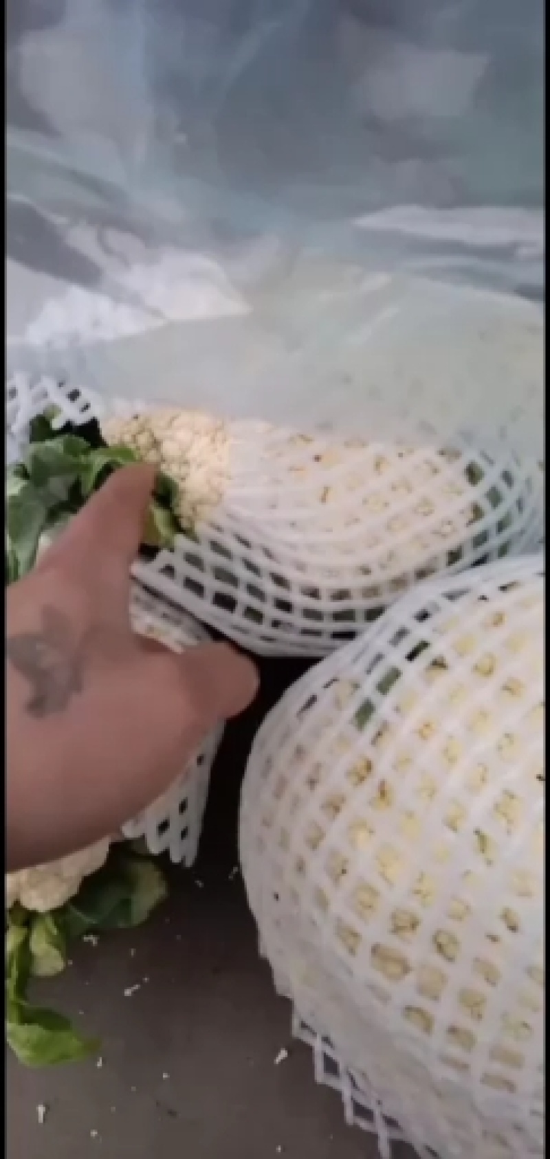 河北邯郸，松花菜，有机花，散花花椰菜供应超市，市场