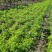50公分高四季玫瑰，自家苗圃种植成活率极高，花开的还大