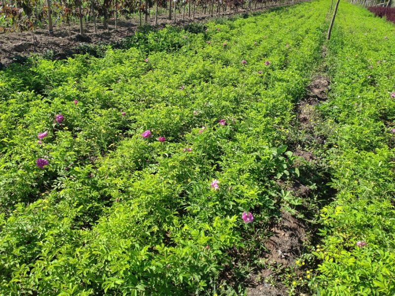 50公分高四季玫瑰，自家苗圃种植成活率极高，花开的还大