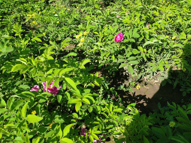 50公分高四季玫瑰，自家苗圃种植成活率极高，花开的还大