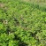 50公分高四季玫瑰，自家苗圃种植成活率极高，花开的还大