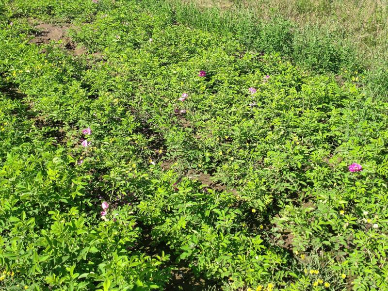 50公分高四季玫瑰，自家苗圃种植成活率极高，花开的还大