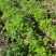 50公分高四季玫瑰，自家苗圃种植成活率极高，花开的还大