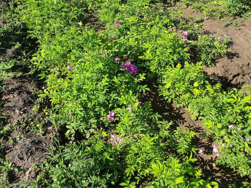 50公分高四季玫瑰，自家苗圃种植成活率极高，花开的还大