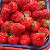 奶油草莓，北方草莓供应