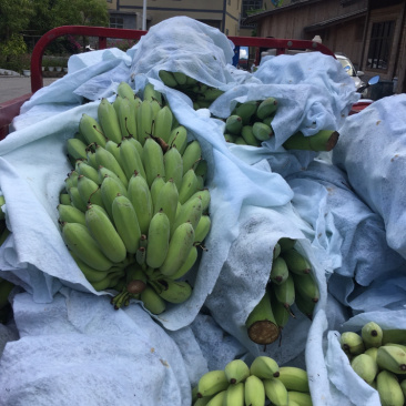 西贡蕉又名糯米香蕉粉蕉皮包肉厚软糯香甜