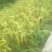 【荐】薏仁（贵州小薏仁薏仁米）自产自销量大从优
